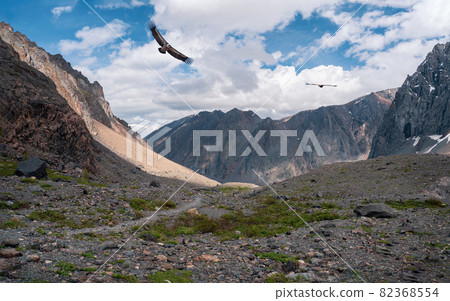Rocky mountain valley with a flying bird. Rocky mountain valley with a flying bird. 82368554