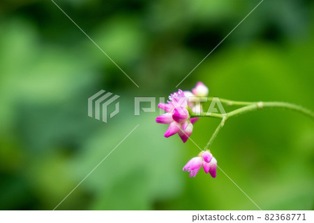 Mamakonoshirinugui with a pink nose on a branch extending from the right on a green background Mamakonoshirinugui with a pink nose on a branch extending from the right on a green background 82368771