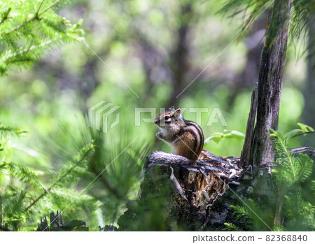 Siberian chipmunk small striped taiga rodent - chipmunk, or the head of the farm in the cedar forest. Siberian chipmunk small striped taiga rodent - chipmunk, or the head of the farm in the cedar forest. 82368840