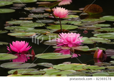 Pink water lily flower in Hoshigaoka Park 82369178