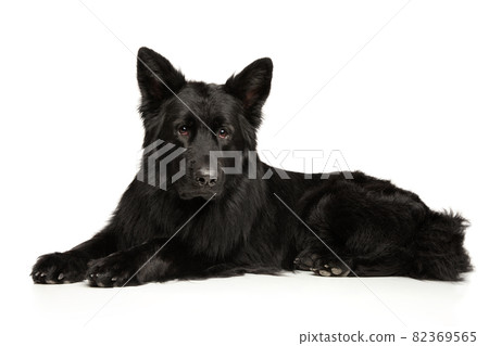 Black German Shepherd dog lies on white background 82369565