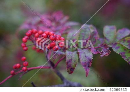 Autumn rowan seen on the Karamatsudake mountain trail Autumn rowan seen on the Karamatsudake mountain trail 82369885