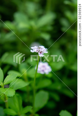Small Tangle frogfruit blooming in the center on a green background Small Tangle frogfruit blooming in the center on a green background 82369914