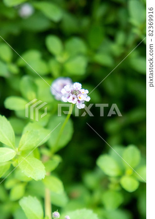 開花在中心的小纏結蛙果在明亮的綠色背景 82369916