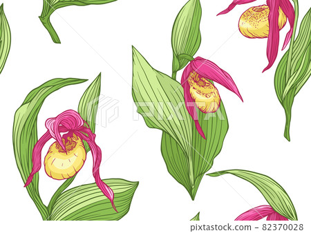 Lady's slipper orchid. Cypripedioideae.  82370028