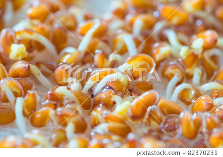 Lepidium sativum L. seeds sprouting. Lepidium sativum L. seeds sprouting. 82370231