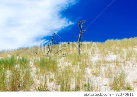 Dead wood in Slowinski National Park, Poland. 82370611