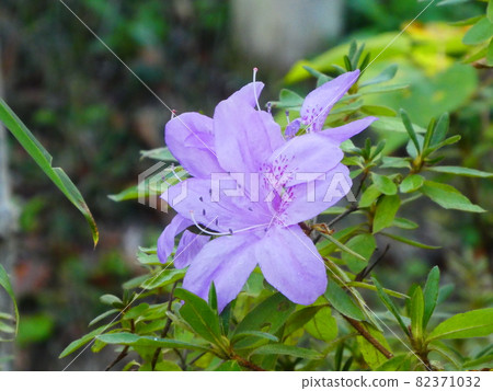 Azalea's flower Azalea's flower 82371032