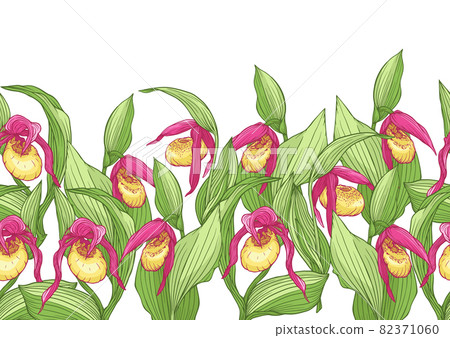 Lady's slipper orchid.  82371060