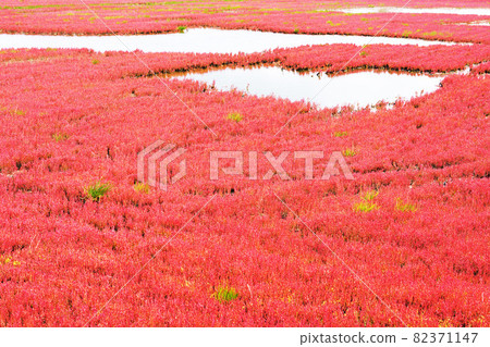 Coral grass dyed red all over Lake Notori, Amisato City, Hokkaido Coral grass dyed red all over Lake Notori, Amisato City, Hokkaido 82371147