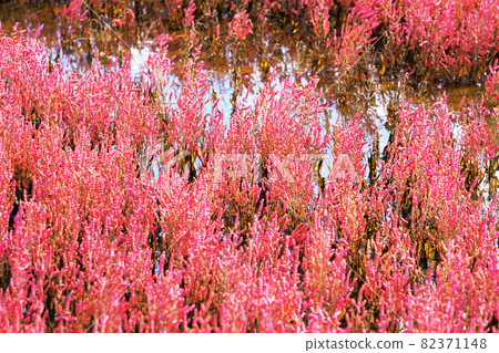 北海道阿美里市能取湖上的珊瑚草被染成了紅色 北海道阿美里市能取湖上的珊瑚草被染成了紅色 82371148