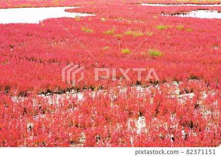 Coral grass dyed red all over Lake Notori, Amisato City, Hokkaido Coral grass dyed red all over Lake Notori, Amisato City, Hokkaido 82371151