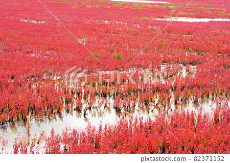 北海道阿美里市能取湖上的珊瑚草被染成了紅色 北海道阿美里市能取湖上的珊瑚草被染成了紅色 82371152