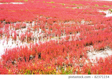 北海道阿美里市能取湖上的珊瑚草被染成了紅色 82371154