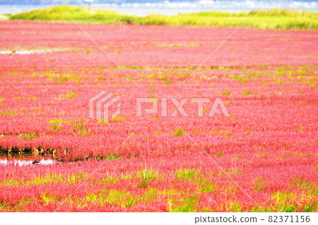 Coral grass dyed red all over Lake Notori, Amisato City, Hokkaido 82371156