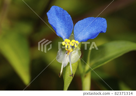 tunita花 82371314