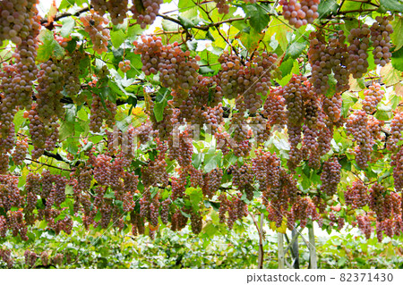 Katsunuma City, Yamanashi Prefecture Scenery of Katsunuma Vineyard Koshu 82371430