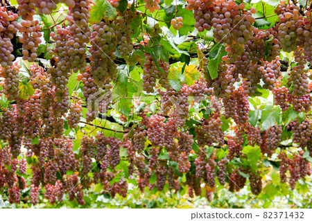 Katsunuma City, Yamanashi Prefecture Scenery of Katsunuma Vineyard Koshu Katsunuma City, Yamanashi Prefecture Scenery of Katsunuma Vineyard Koshu 82371432