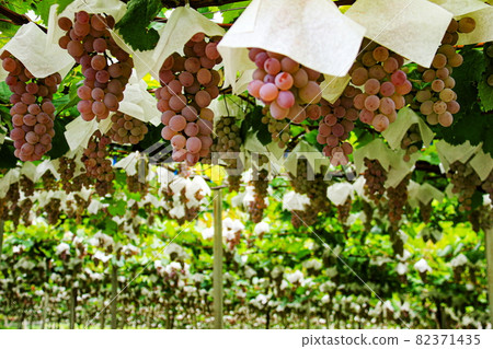 Katsunuma City, Yamanashi Prefecture Scenery of Katsunuma Vineyard 82371435