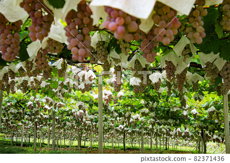 Katsunuma City, Yamanashi Prefecture Scenery of Katsunuma Vineyard 82371436