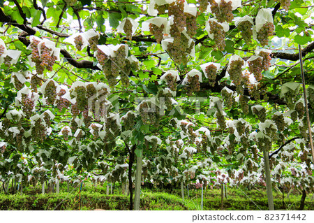 Katsunuma City, Yamanashi Prefecture Scenery of Katsunuma Vineyard 82371442