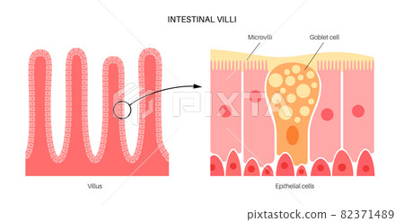 Intestinal villi anatomy Intestinal villi anatomy 82371489