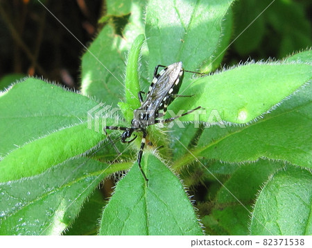 bug, insect, assassin bug 82371538