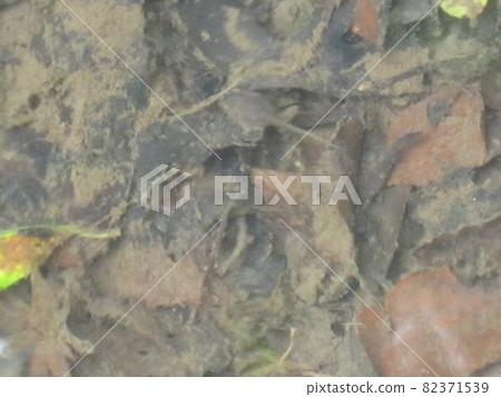 amphibian, amphibians, an amphibian 82371539