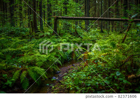 A small stream in the coniferous forest. A small stream in the coniferous forest. 82371606