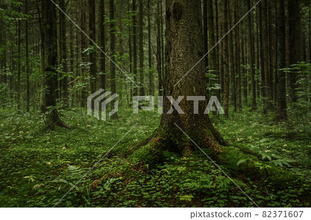 Gloomy forest landscape Gloomy forest landscape 82371607