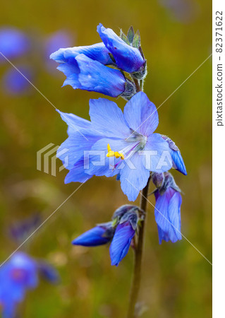 Blooming Polemonium acutiflorum (Jacob's ladders) 82371622