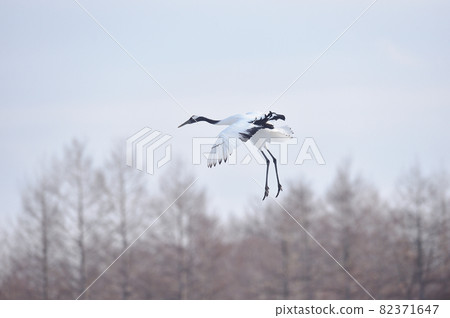 Tan butterfly flying in the sky (Hokkaido · Tsurui) 82371647
