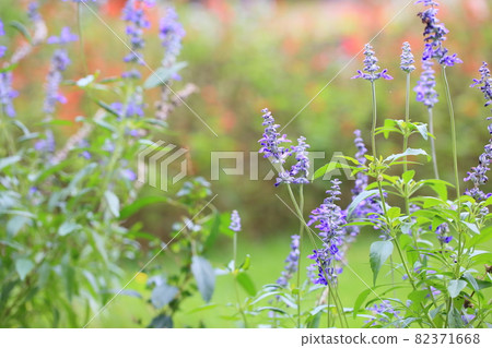 Flower of Salvia Farinassea Flower of Salvia Farinassea 82371668