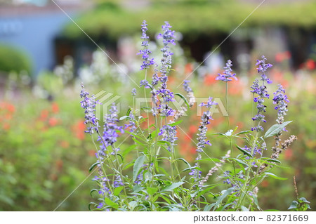 Flower of Salvia Farinassea 82371669