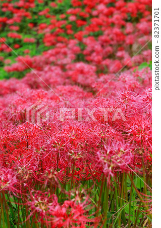 Higanbana in Sagawa's Octopus Park 82371701