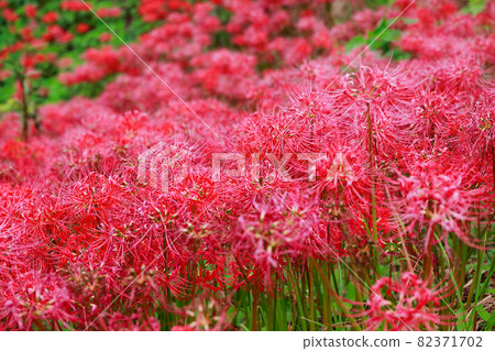 Higanbana in Sagawa's Octopus Park 82371702