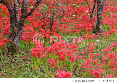 佐川八達通公園的彼岸花 佐川八達通公園的彼岸花 82371703