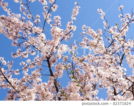 櫻花01 82371824