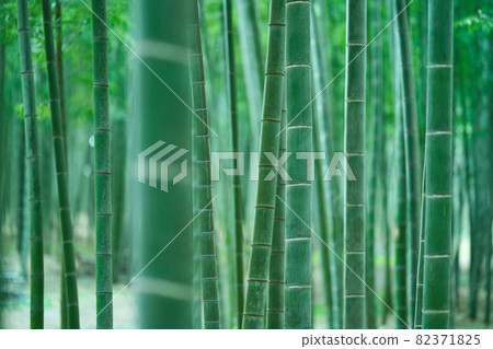 毛竹竹林 82371825