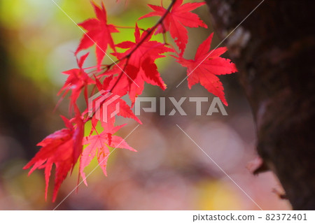 Red autumn leaves Komagane Kogen Red autumn leaves Komagane Kogen 82372401