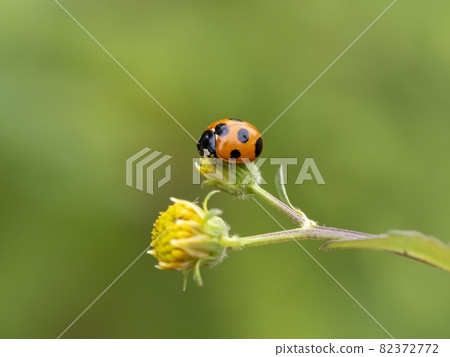 Nana Hoshi Tento in Kosendangusa 82372772