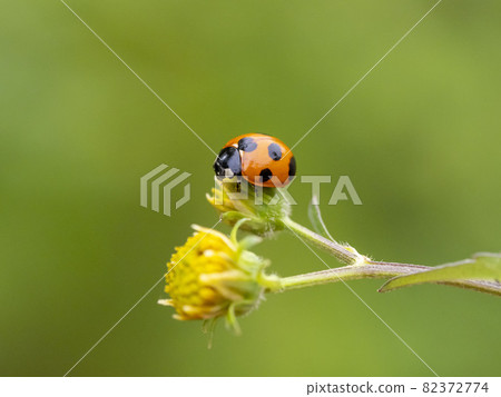 Nana Hoshi Tento in Kosendangusa 82372774