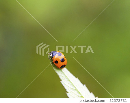 Nana Hoshi Tento in Kosendangusa 82372781