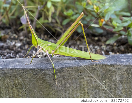 地上的螞蚱 82372792