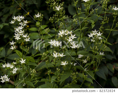 Akebonosou flower 82372814