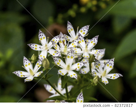 Akebonosou花 Akebonosou花 82372817