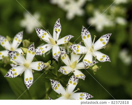 Akebonosou花 Akebonosou花 82372818