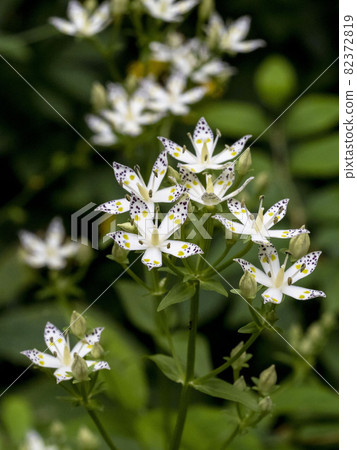 Akebonosou花 Akebonosou花 82372819