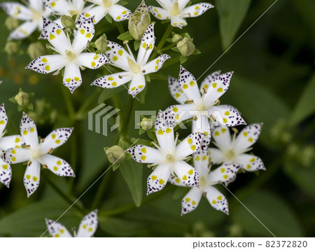 Akebonosou flower 82372820