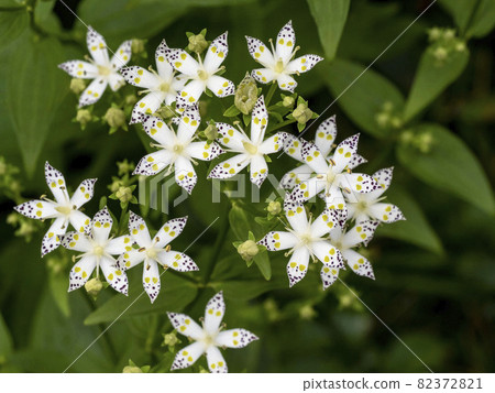 Akebonosou花 Akebonosou花 82372821